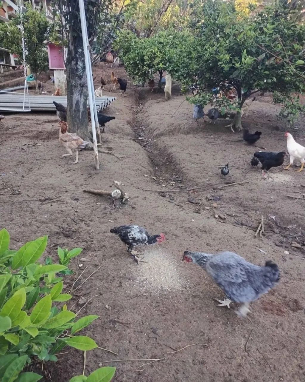 Galinhas, galo e peru a venda - Foto 2
