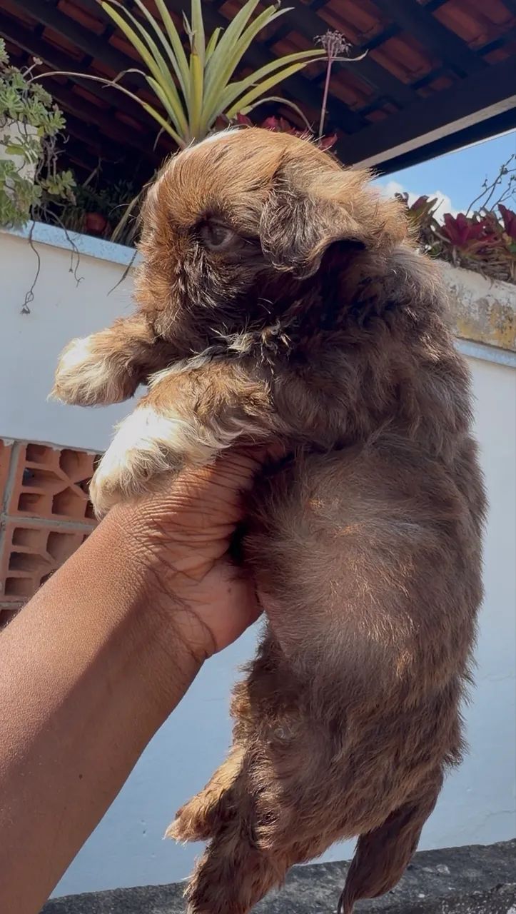 Shihtzu macho chocolate - Foto 4
