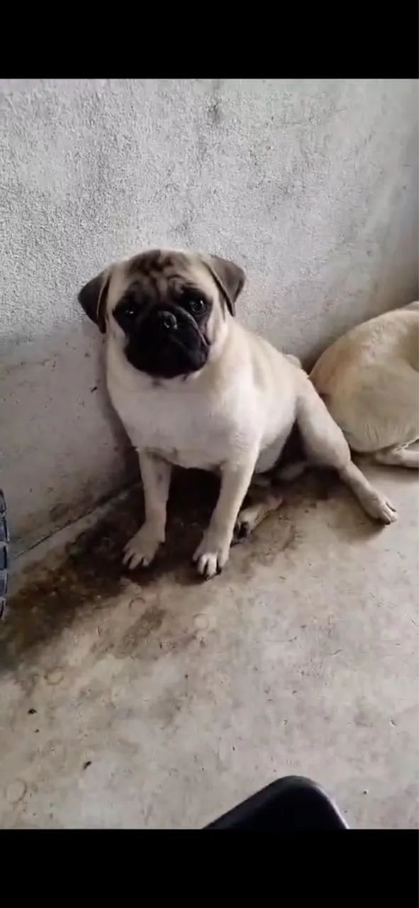 Vendo Pug pedigree macho barato