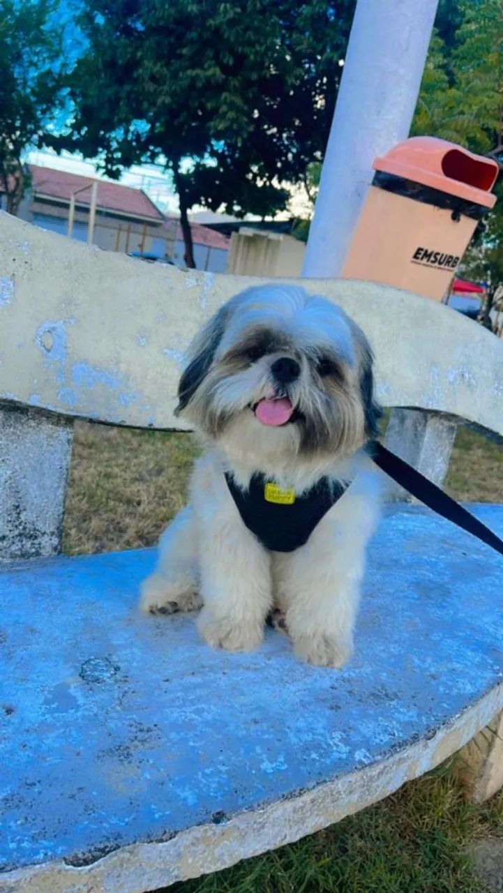 Fêmea Shih tzu  - Foto 5