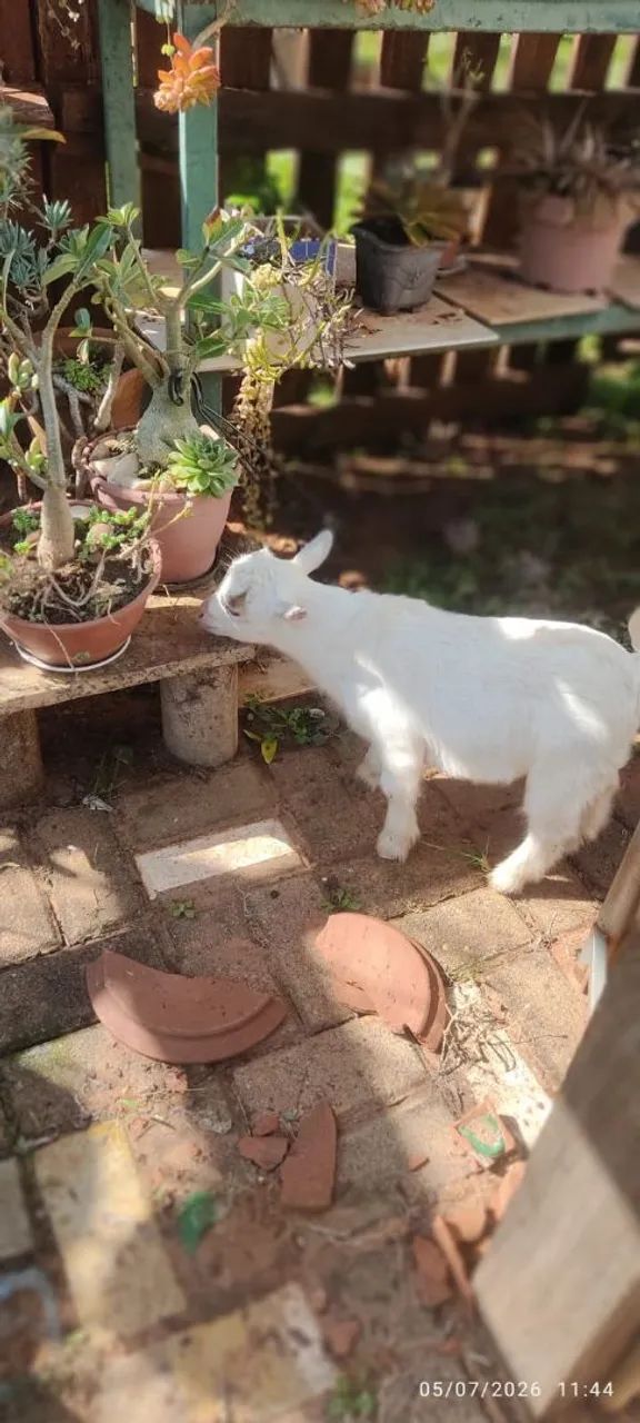 Mini Cabrito Macho. - Foto 2