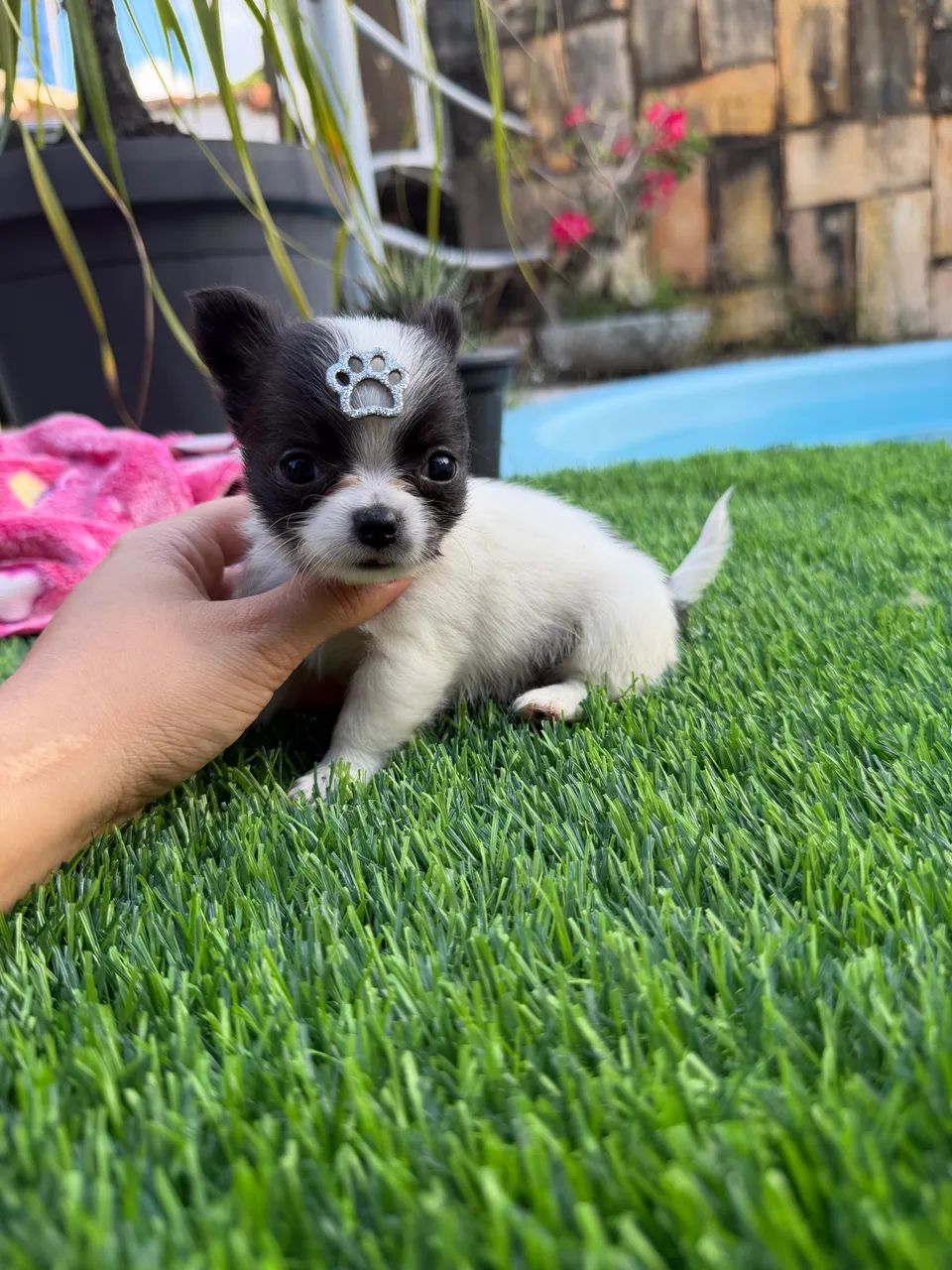 Chihuahua Bebezinho  - Foto 2