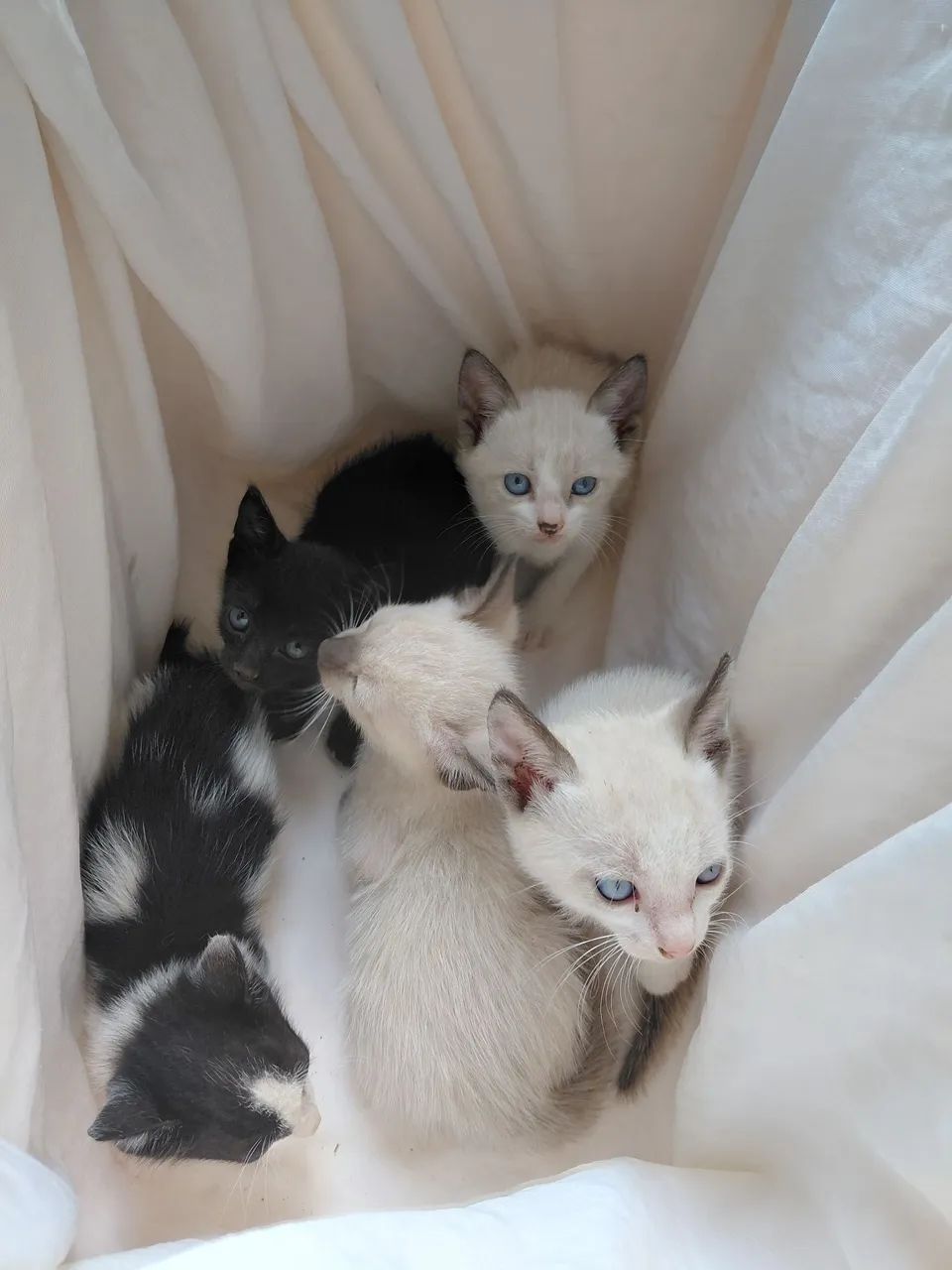 Todos queremos amor! Doação de lindos gatinhos  - Foto 5