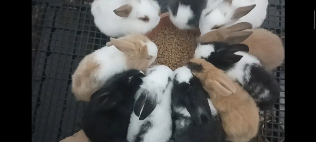 Coelhos mini lion x mini lop filhotes top, bem peludinhos coloração TOP - Foto 2