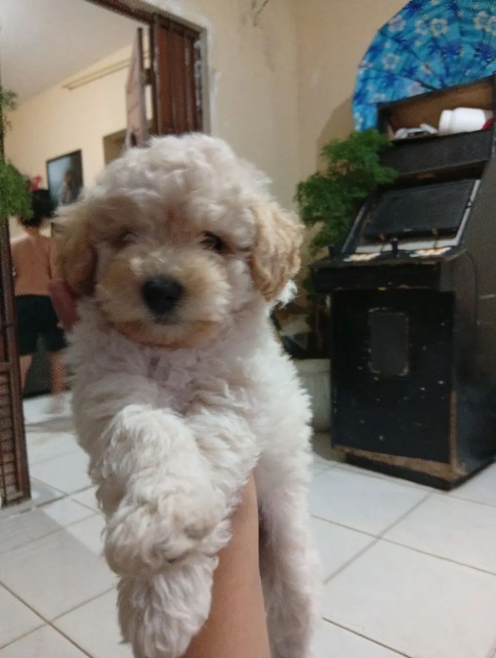 Poodle  - Foto 2