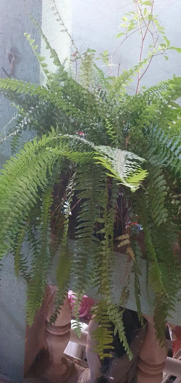 Plantas - Foto 3