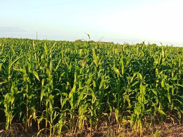 MILHARAL ENORME PARA SILAGEM - Foto 2