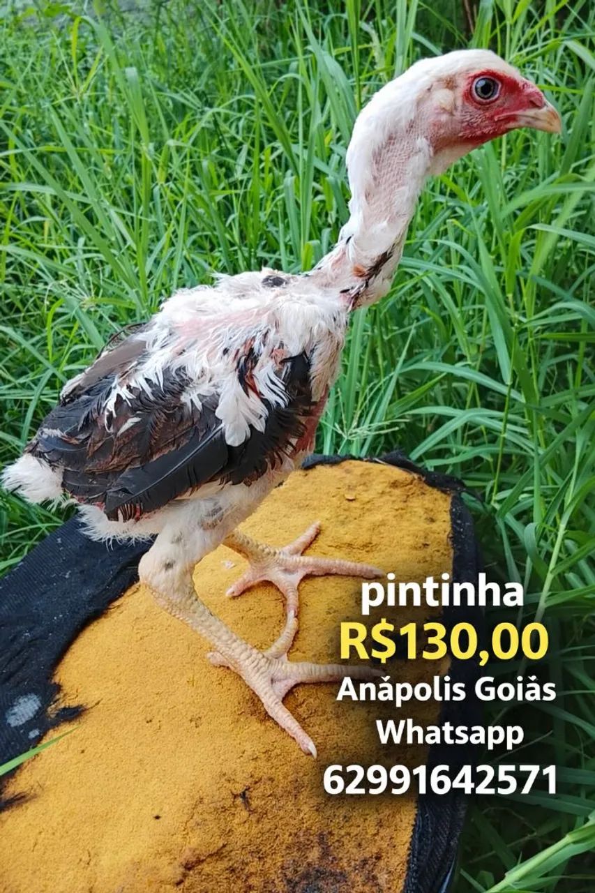 Índio gigante  - Foto 2