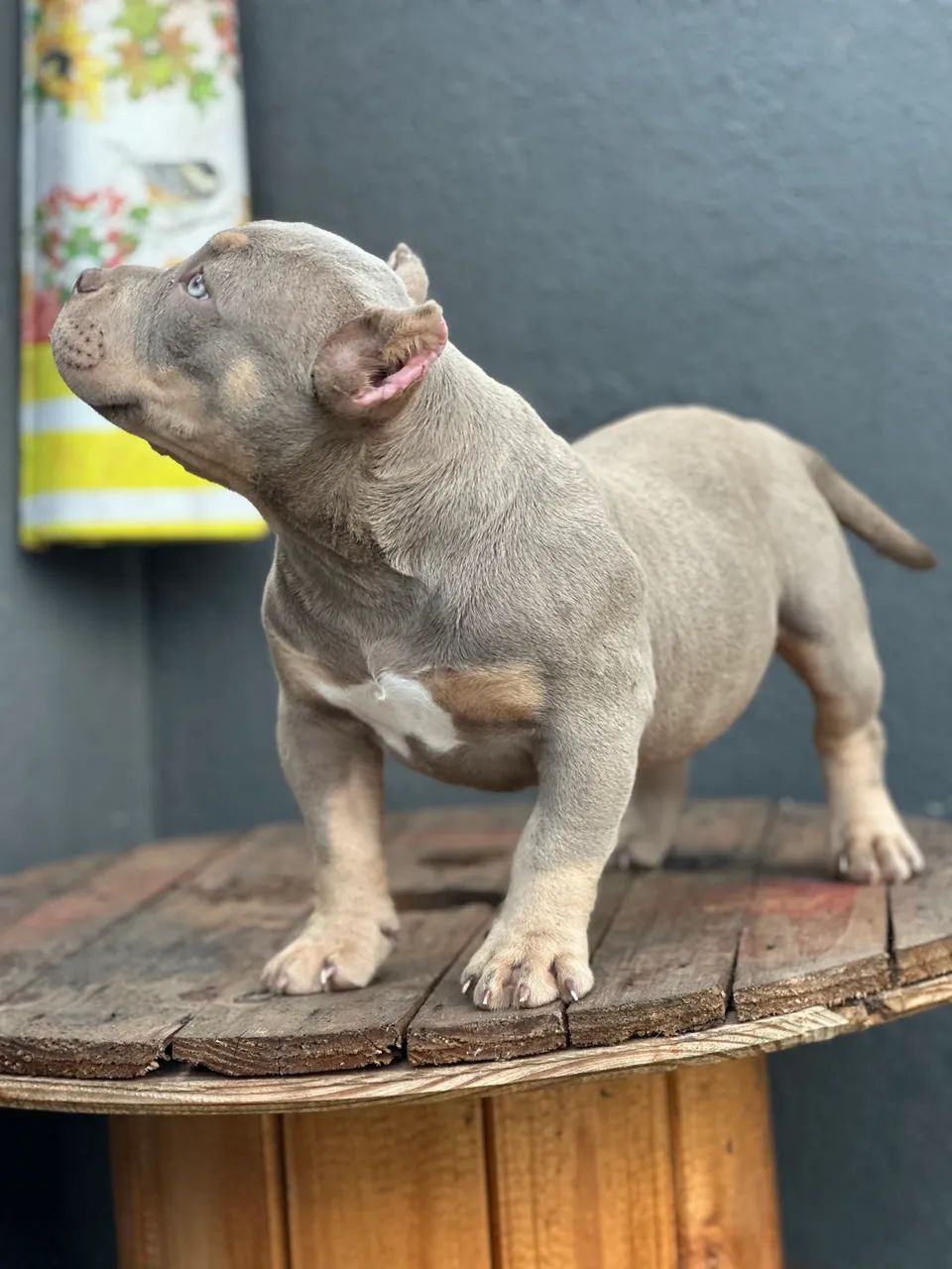 AMERICAN BULLY MICRO - FÊMEA  - Foto 3