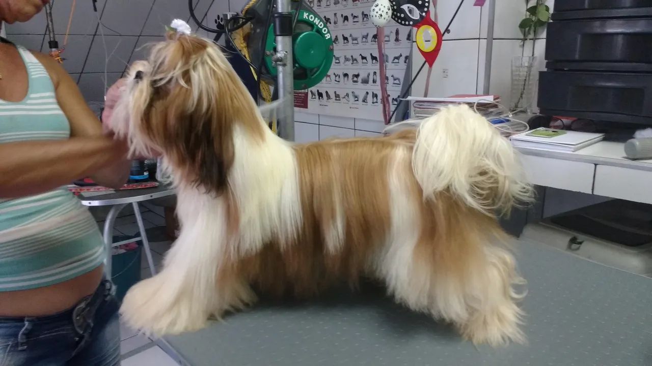 Shihtzu plantel  - Foto 2