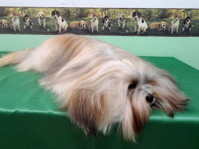 Lhasa Apso - Filhote para Reserva e Entrega em Março. Parcelamos em 10x! - Foto 5