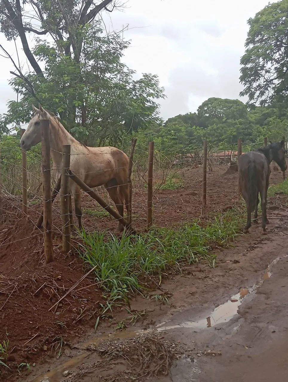 Vende-se cavalo inteiro bom de andar manso de tudo  - Foto 2