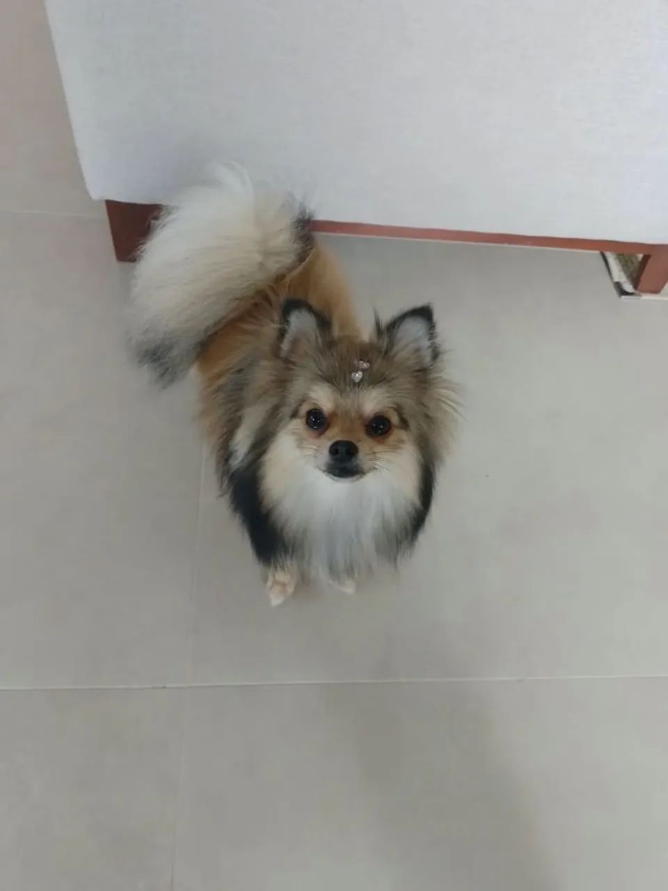 Spitz alemão  