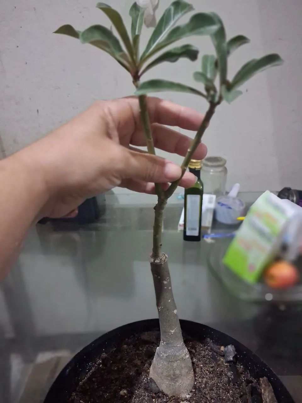 Rosa do deserto com entrega grátis  - Foto 3
