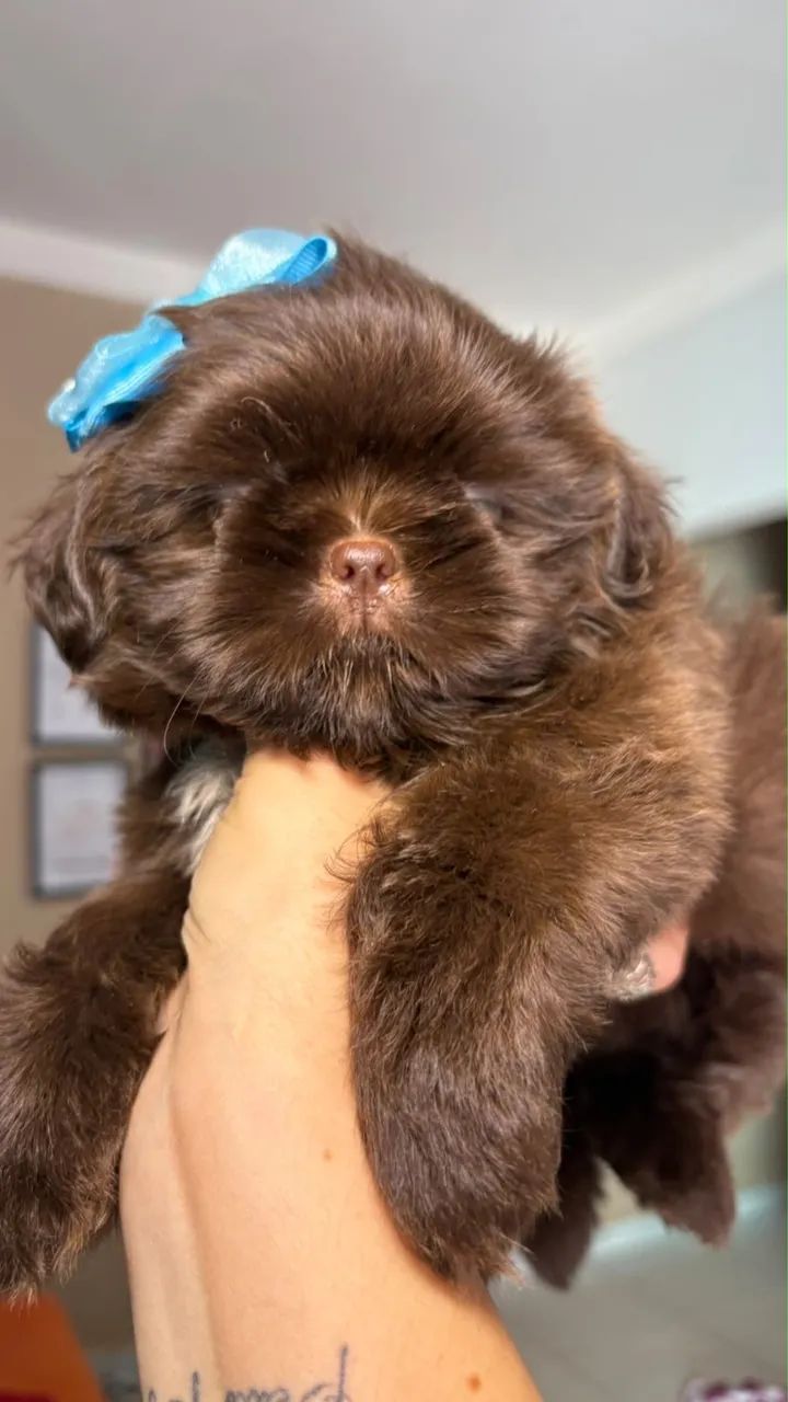Shih tzu - Foto 4