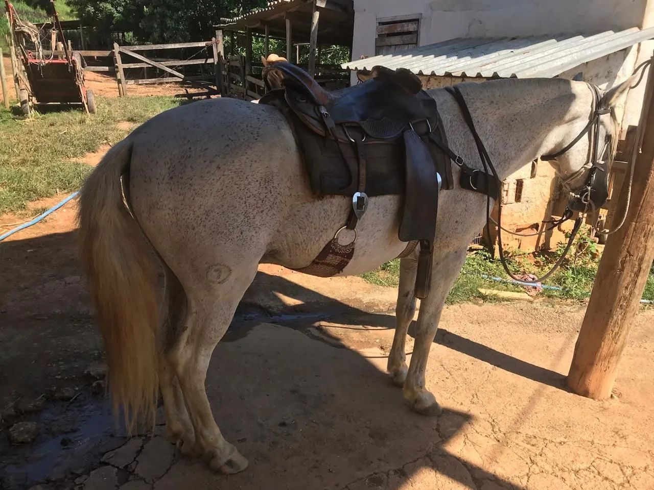Cavalo Lindo,  forte, extremamente dócil. Castrado  - Foto 5