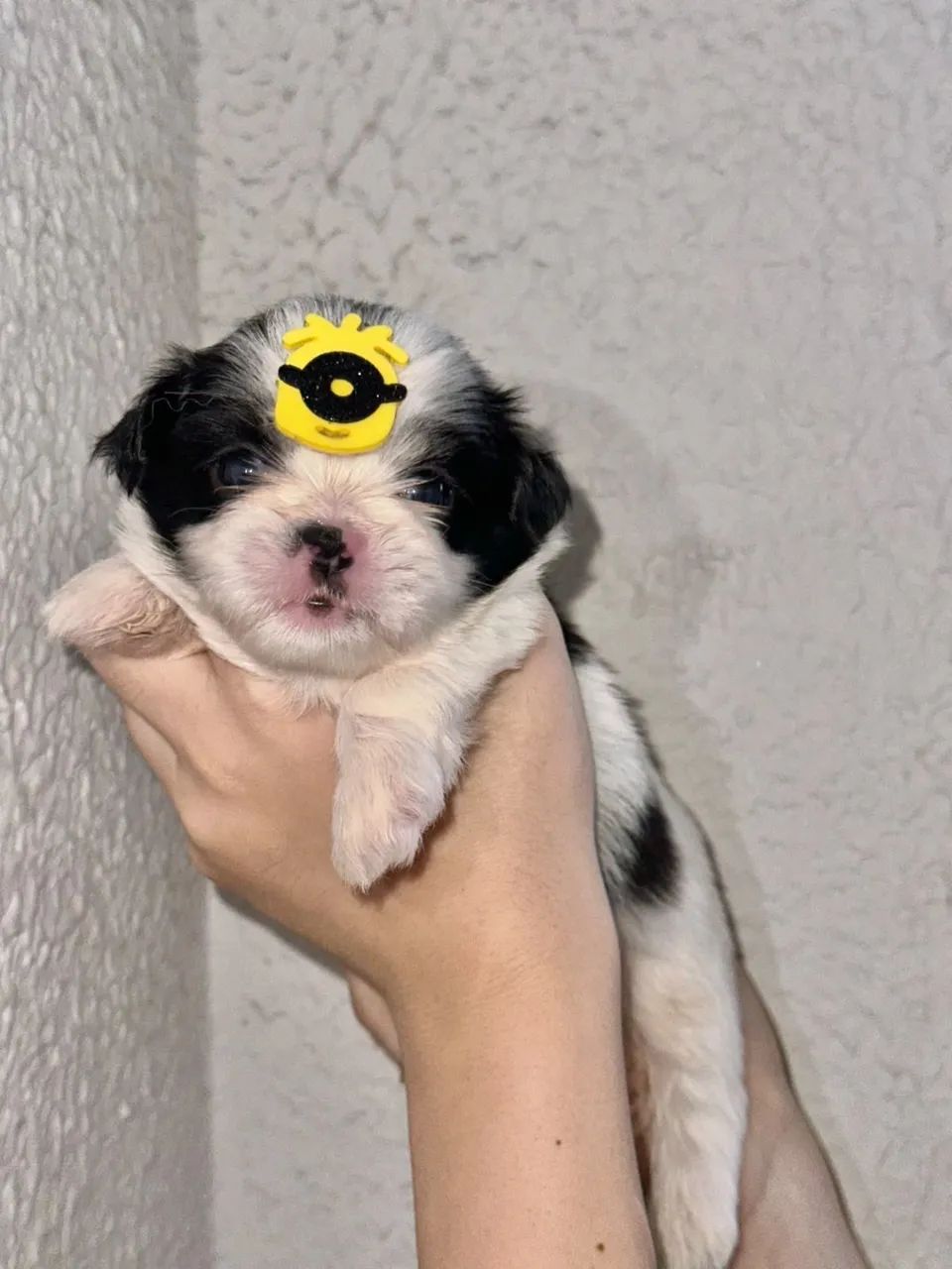 Shih-tzu disponível  - Foto 3