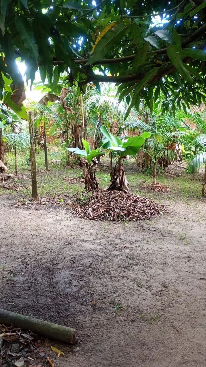 Vendo Sítio em Icoraci  - Foto 3
