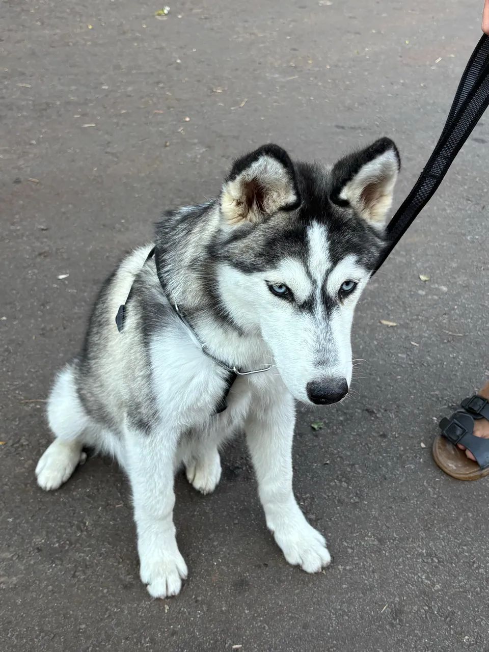 Husky  - Foto 5