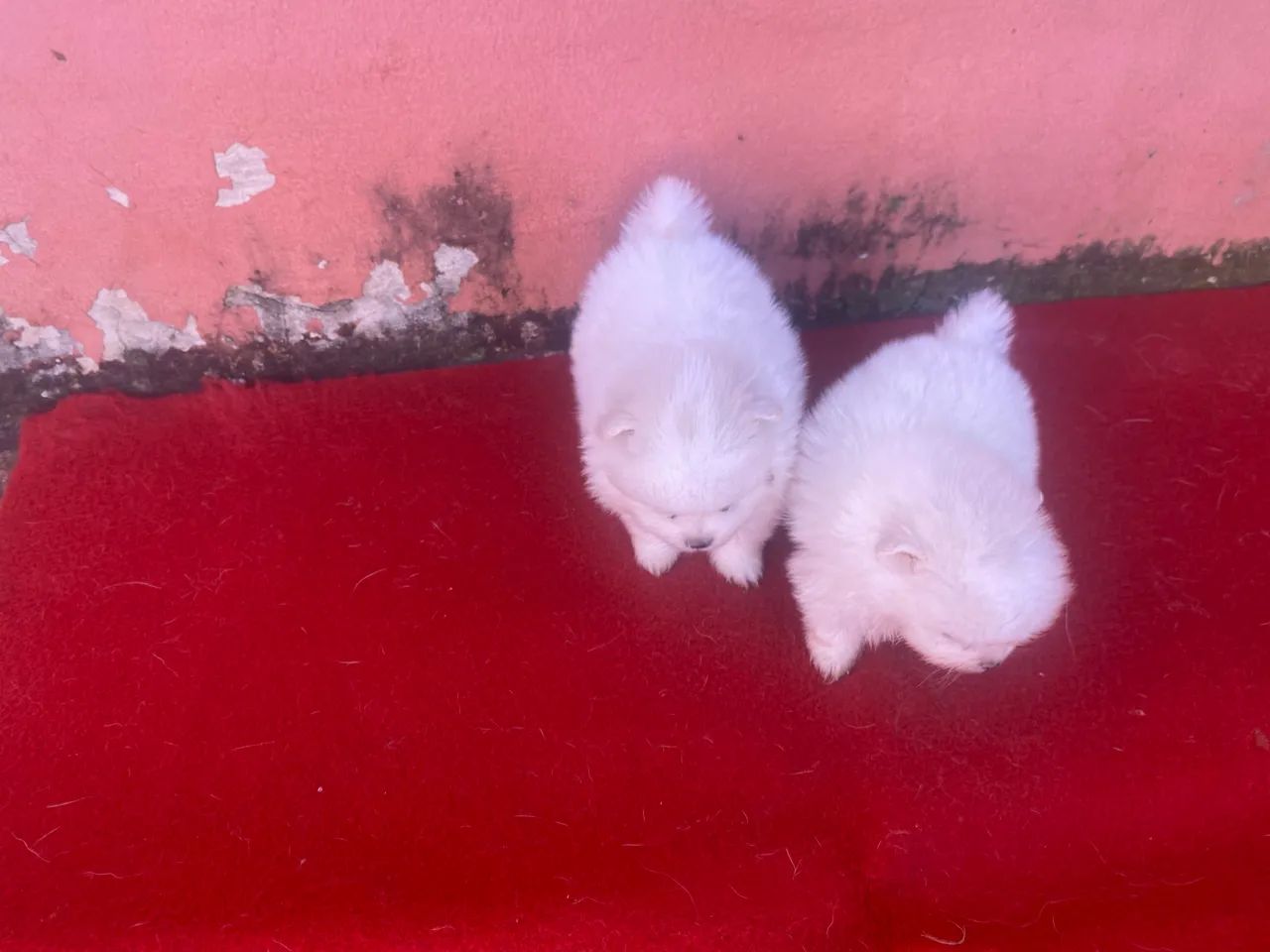 Spitz alemão anao - Foto 4