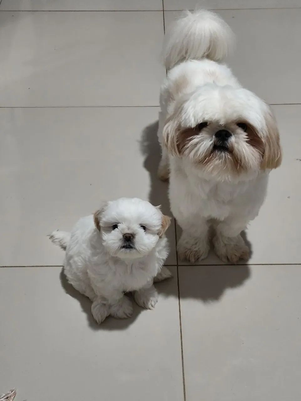 Filhote de cachorro shitzu