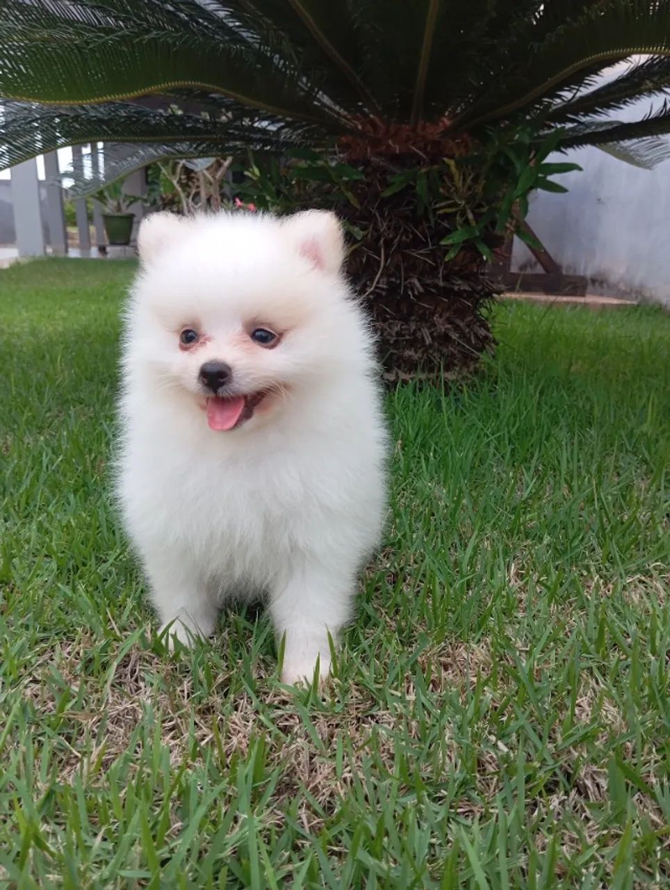 Spitz alemão  - Foto 2