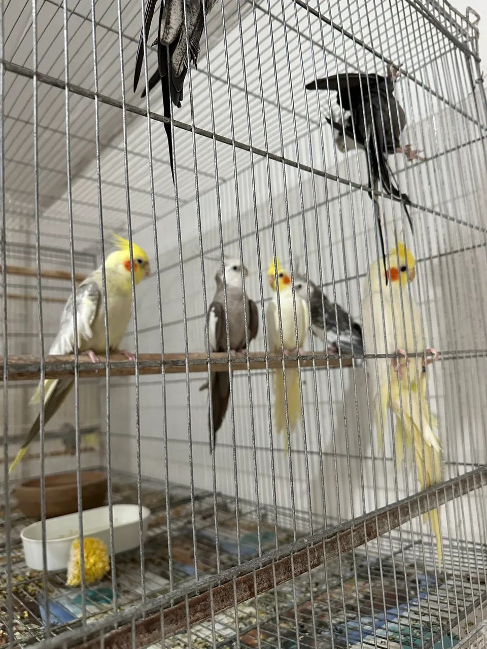 Gaiolas novas e de Reprodução  - Foto 2