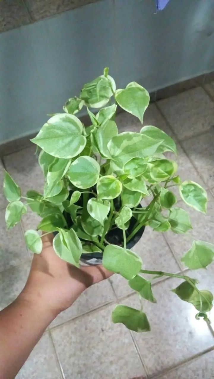 Plantas - Foto 5