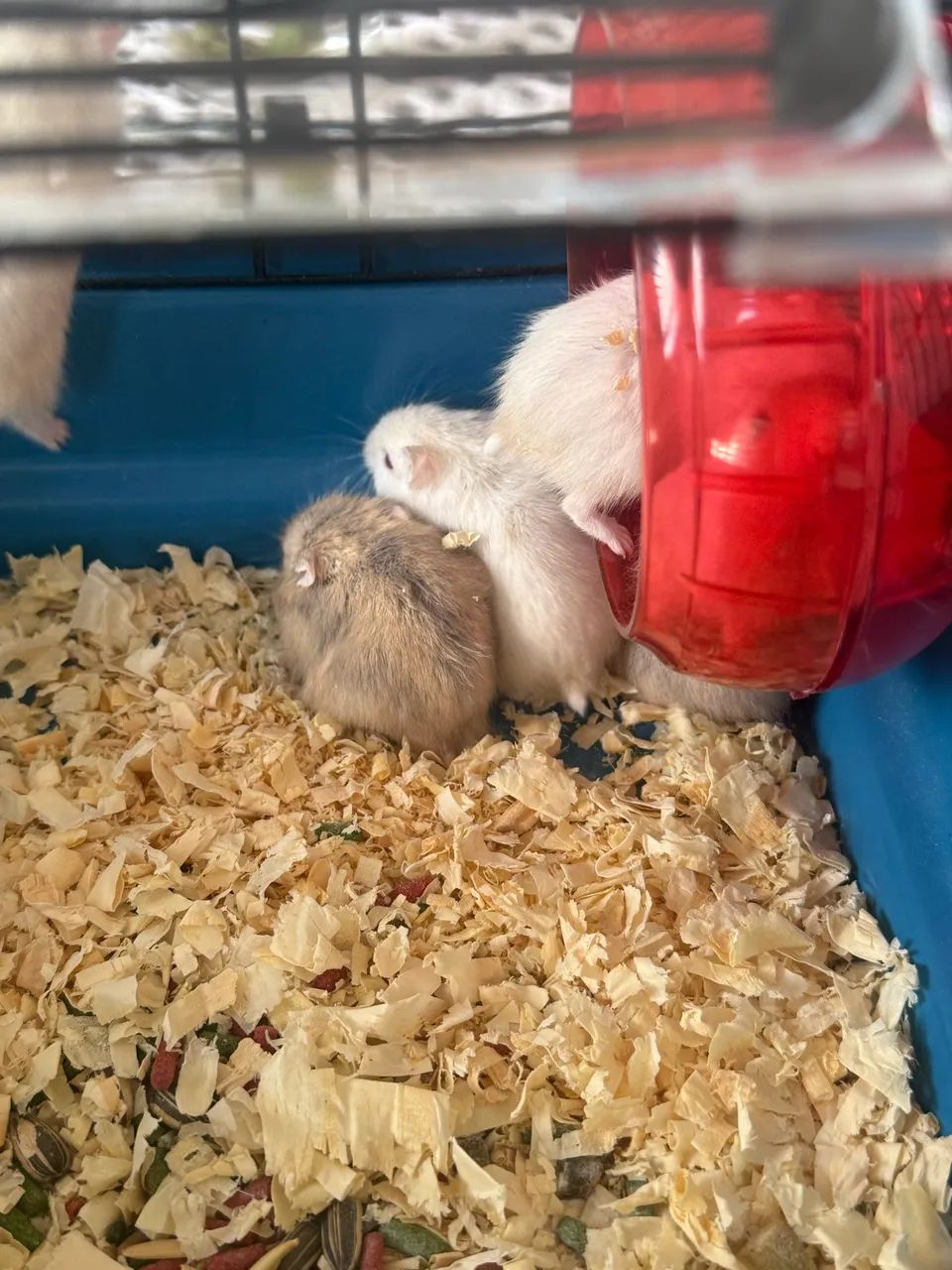 Filhotes Hamster Anao Russo