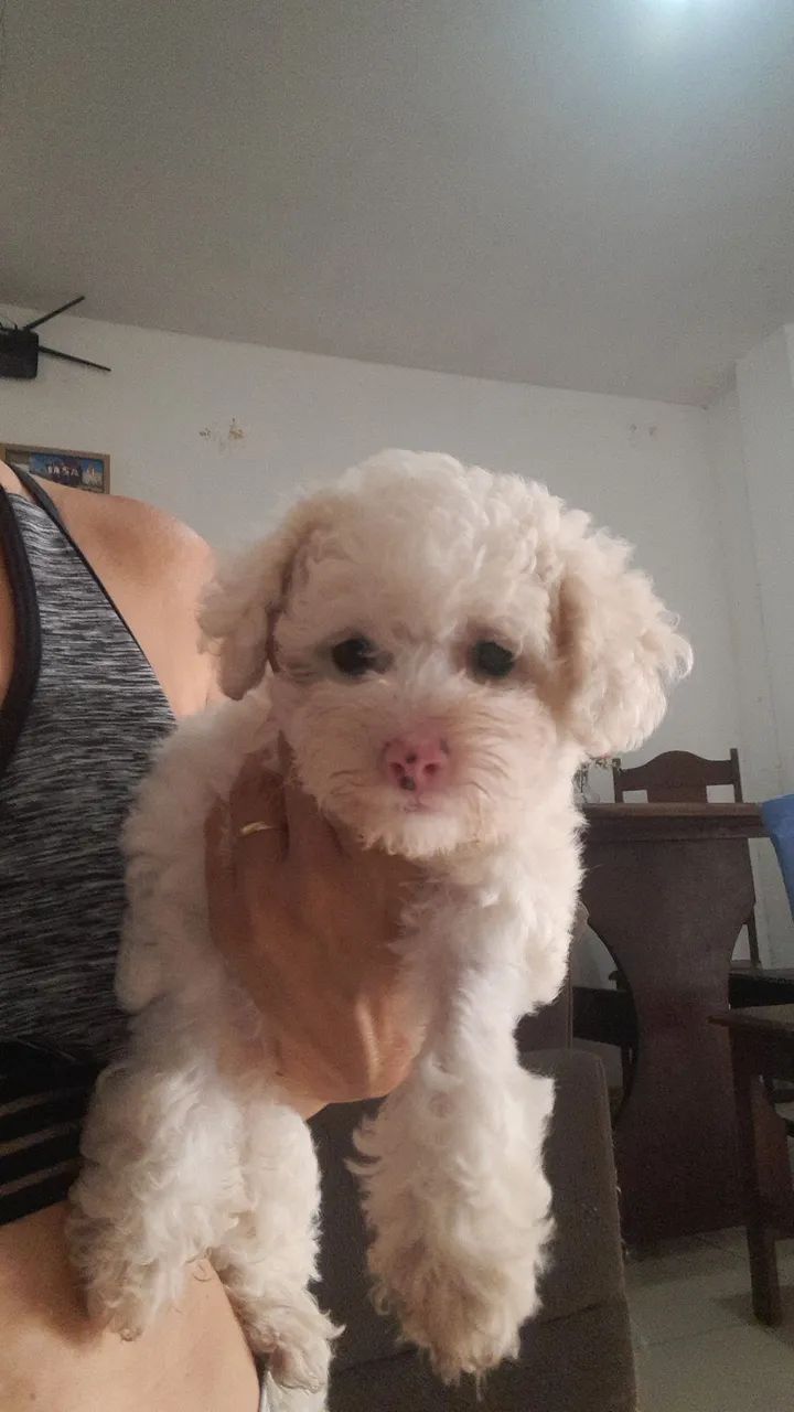 Poodle  - Foto 2