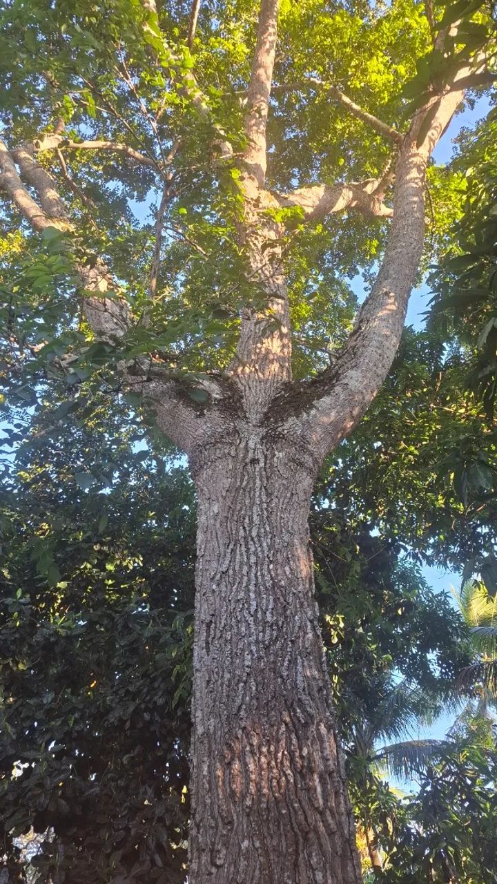 Troncos de Diversas Madeiras - Foto 3