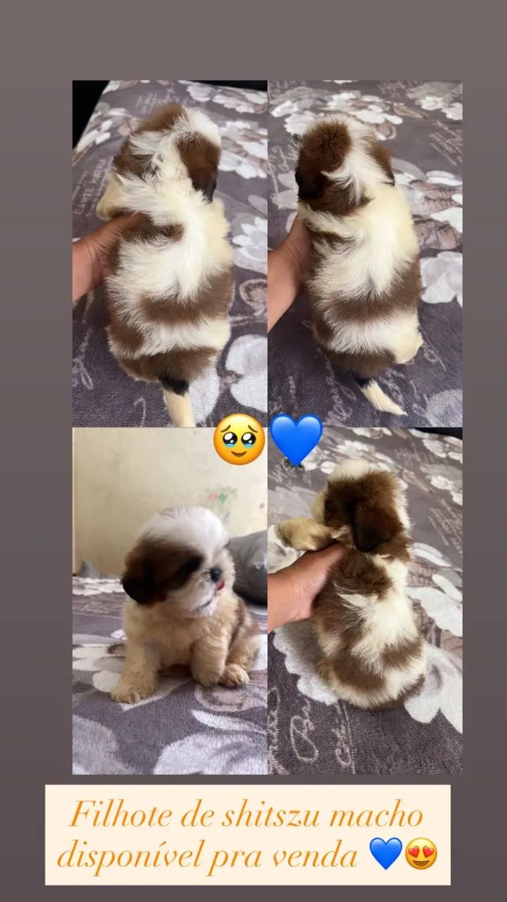 Vendo filhote de shitszu macho vermifugado vacina em dias mt ?  - Foto 2