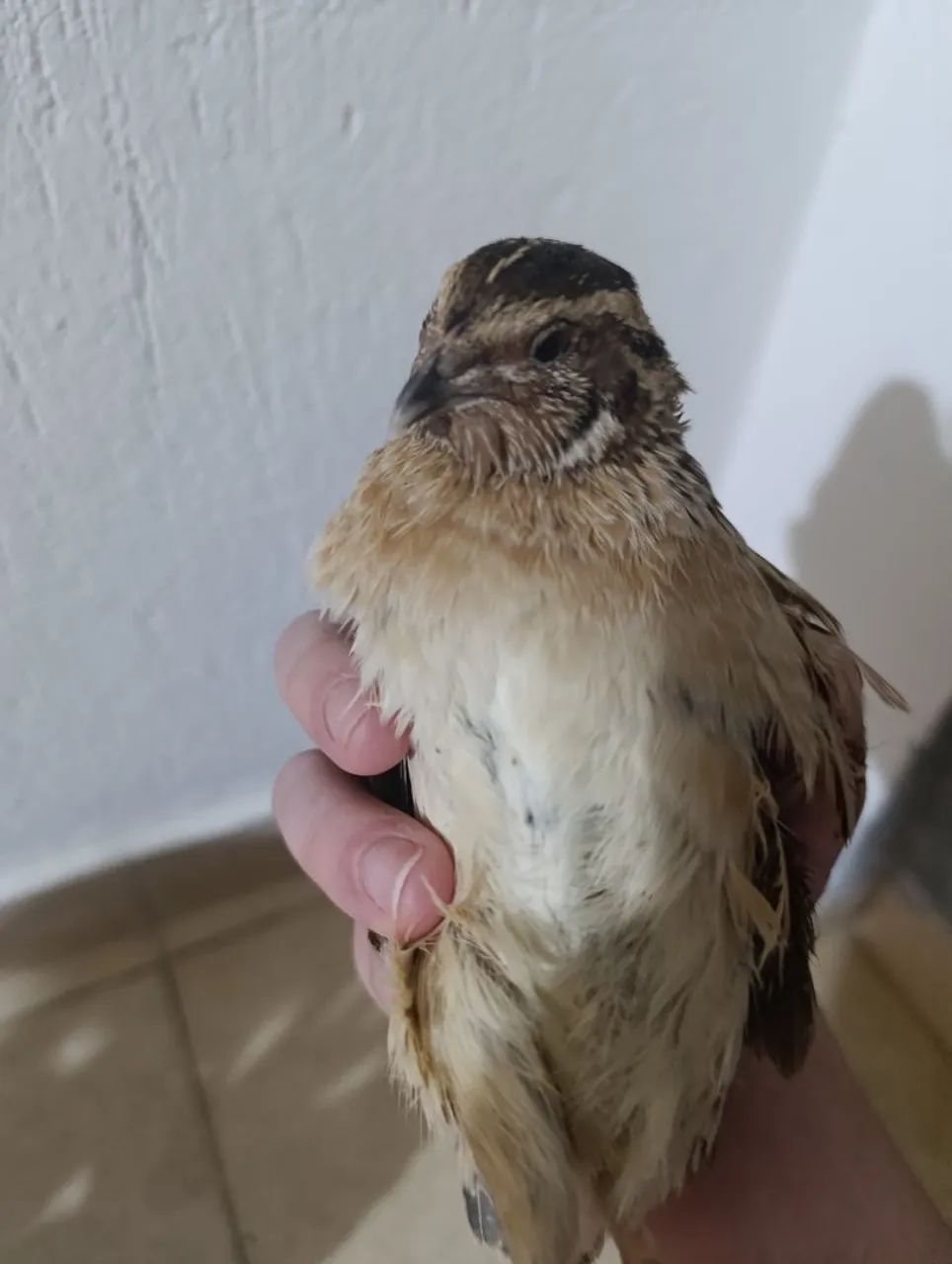 Codornas macho 