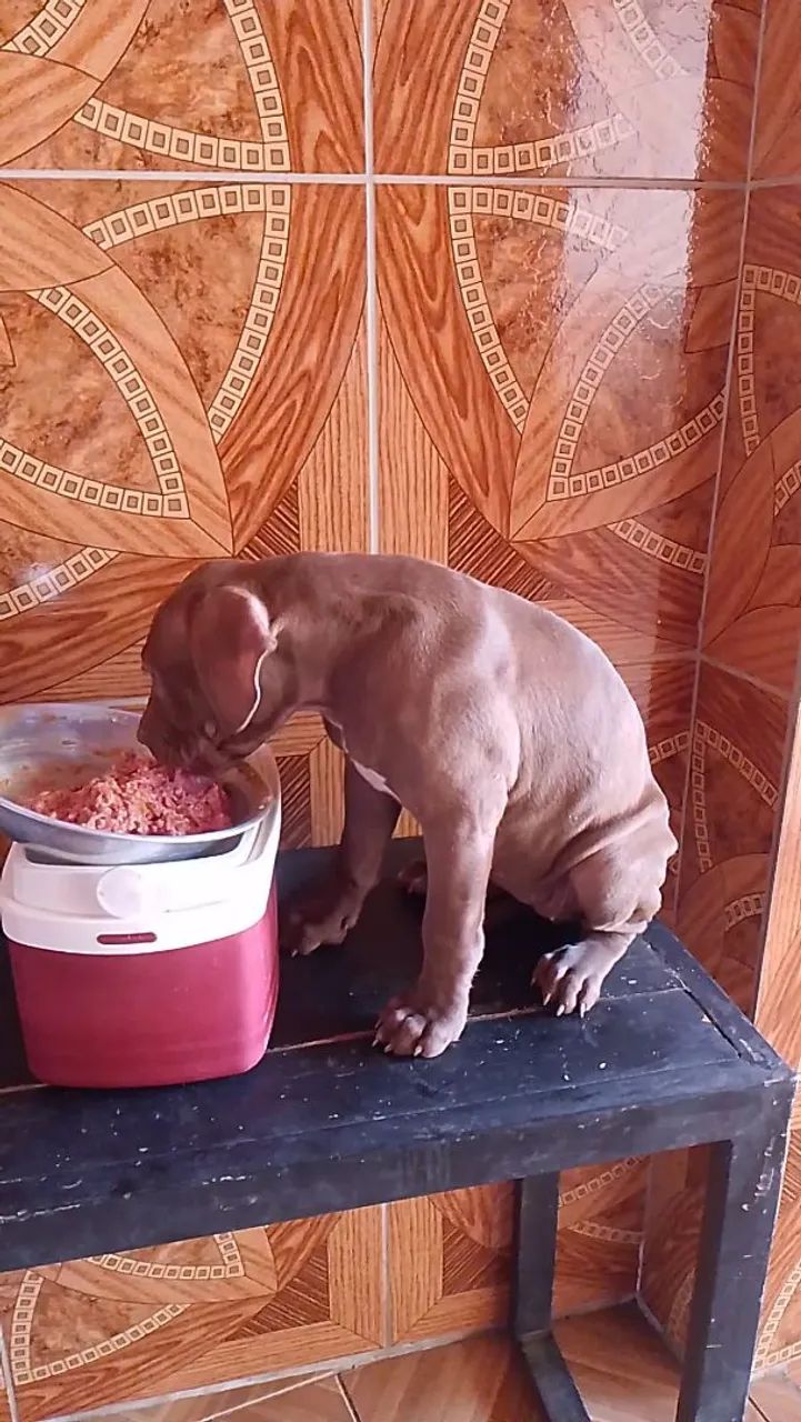 Pitmonster fêmea 2 meses com ou sem pedigree  - Foto 2