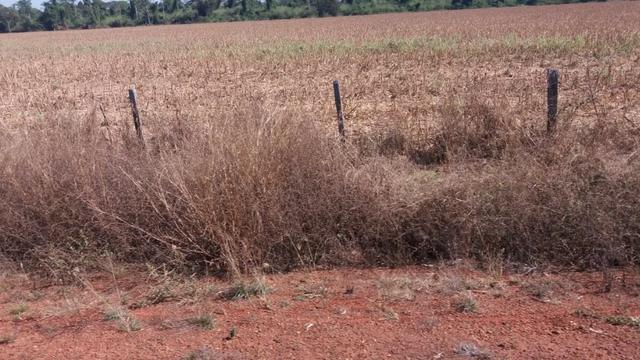 4000hectares com 2000 aberta em Juara-MT - Foto 3
