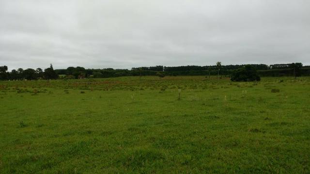 Otima fazenda com 73 alqueires na regiao de itapetininga - Foto 9