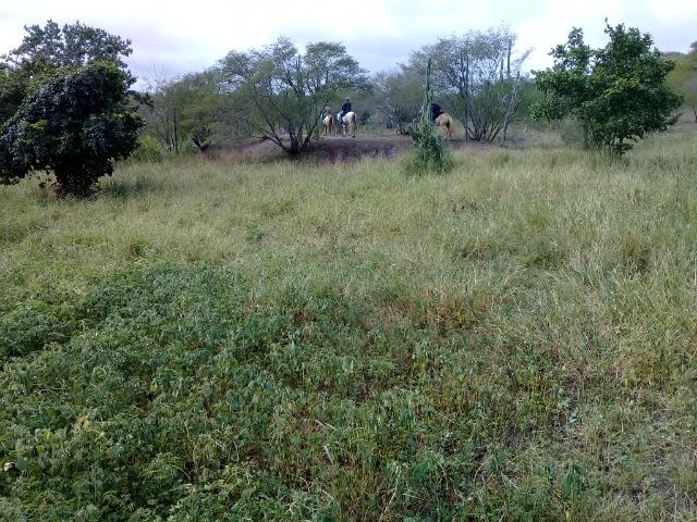 Belíssima Fazenda com casa boa e piscina na região rural de Riachão do Jacuípe Bahia - Foto 15