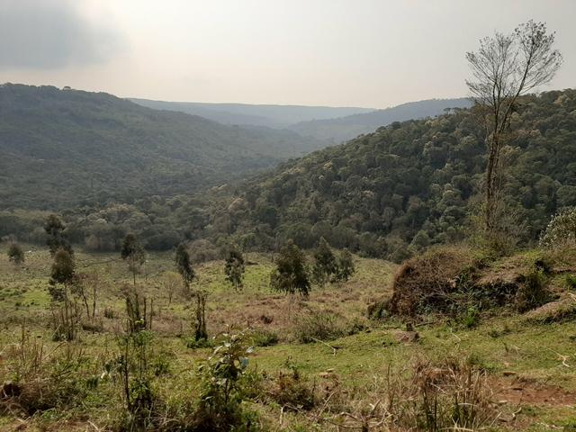 Fazenda de 100 Alqueires. 70 de capoeira - 16 km da Colônia Vitória. Guarapuava PR - Foto 14