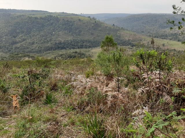 Fazenda de 100 Alqueires. 70 de capoeira - 16 km da Colônia Vitória. Guarapuava PR - Foto 18