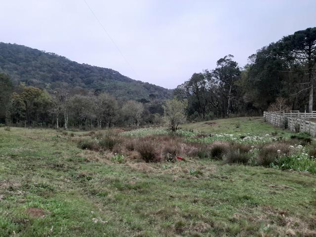 Chácara de 39 Alqueires. 18 de pasto - 26 km da Colônia Vitória . Guarapuava PR - Foto 10