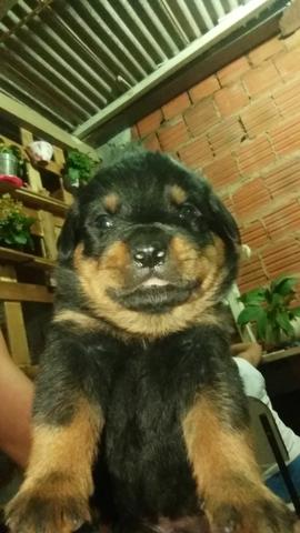 Vende se