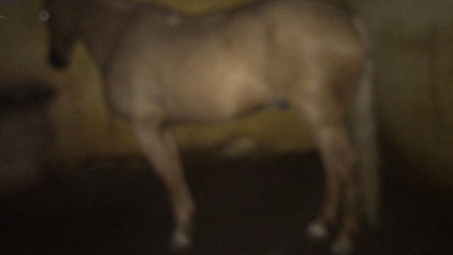 Cavalo mangalarga - Foto 3