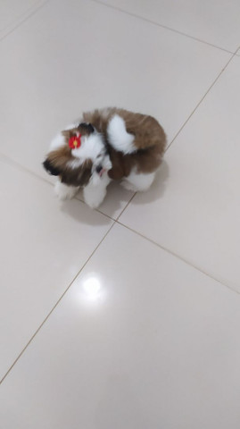 Lindos filhotes de mini Shih Tzu c acompanhamento veterinário grátis puros - Foto 2