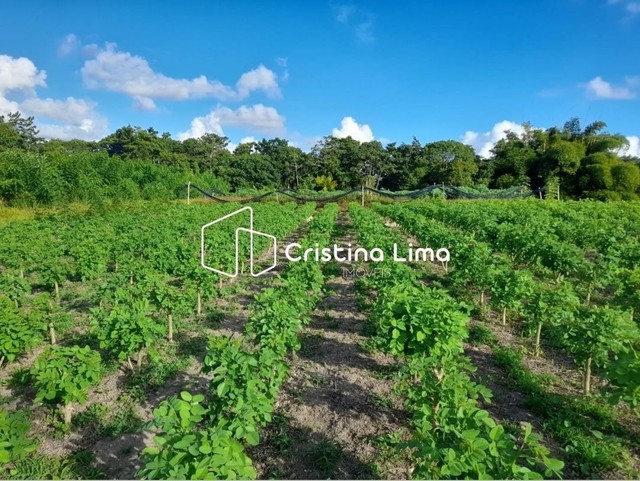 SITIO AUTO SUSTENTÁVEL - SALGADO - Foto 5