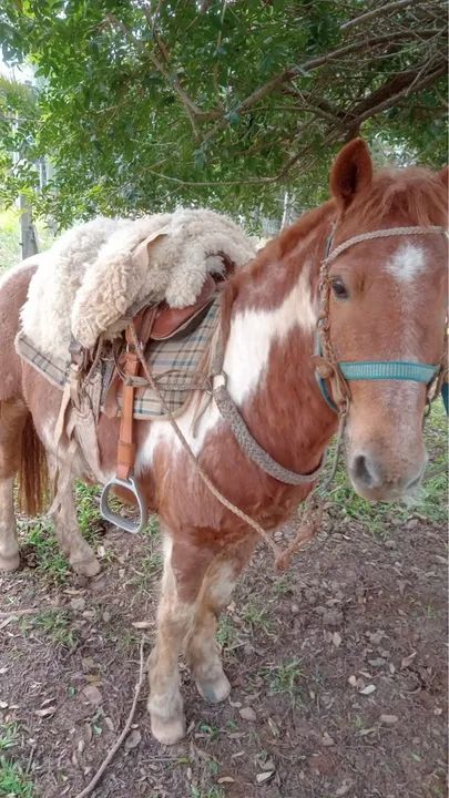 Cavalo pitiço encilhado - Foto 3