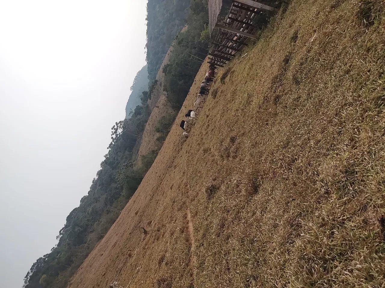 Grande oportunidade 139 hectares. - Foto 5