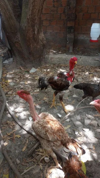 Pintos Polaco Gigante  - Foto 4