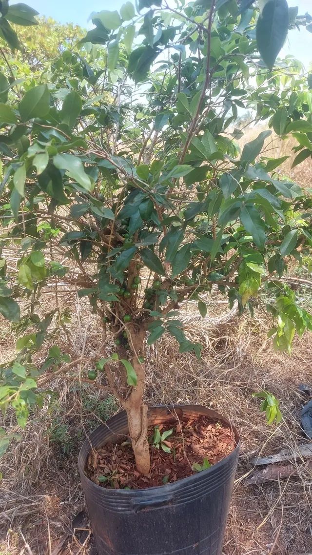 Frutíferas... - Foto 3