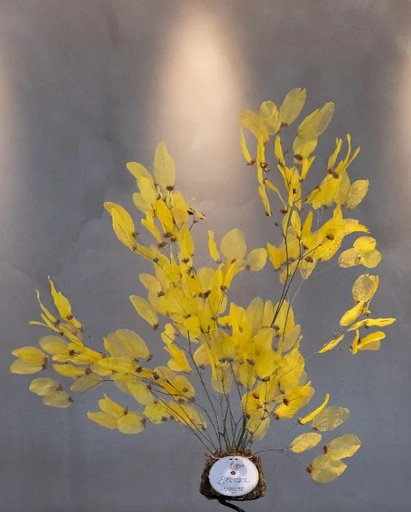 Kokedama Desidratada Brilho Imperial - Foto 2