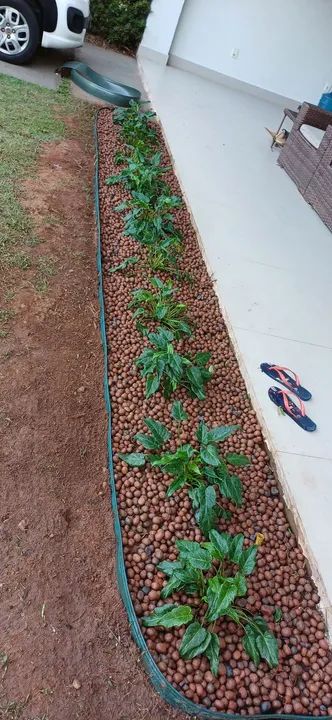 Jardinagem em geral  - Foto 5